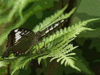 /album/fotogalerie-priroda/a6a-web-jpg/